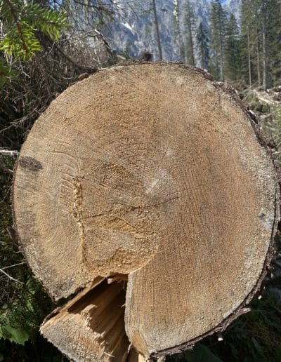 Log spruce